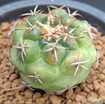 상이환(국내실생)-742 선인장