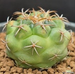 상이환(국내실생)-742 선인장