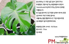 [하늘꽃농원] 실내 인테리어 식물 몬스테라 공기정화식물