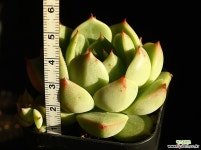 달맞이 3 다육식물