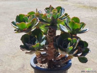 프릴버클리 11.08 0920 다육식물