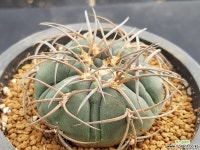 광림옥실생9년3705 선인장