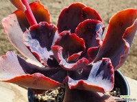 퍼플파피스 (참고용) 다육식물