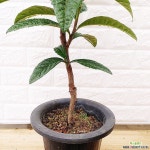 [하늘꽃농원] 비파나무 관엽식물