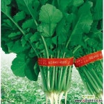 (아시아종묘/열무씨앗종자) 새바람열무(20g) 채소/곡물 씨앗