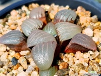 특망콤프토니아 97- 하월시아