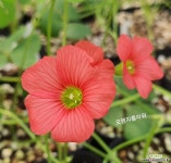 오렌지플라워(사랑초) 공기정화식물