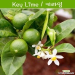 키라임나무 나만의라임 Key Lime 라임키우기세트 교육용 체험용 채소/곡물 씨앗