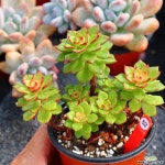 매직쨈골드 520930 다육식물