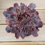 파피스로즈 원통형철화 다육철화