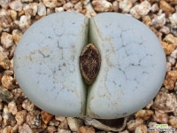 백곡옥 109-5687 리톱스/메셈