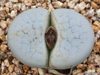 백곡옥 109-5687 리톱스/메셈