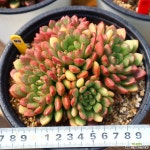 핑클루비 991001 다육식물