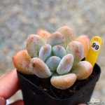 후레뉴 991001 다육식물