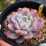 라우이린제 991001 다육식물