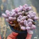 아메치스 적심 931001 다육식물