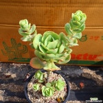 둥근잎비취후리데 991001 다육식물