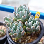 동미인 771001 다육식물