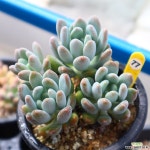 동미인 771001 다육식물