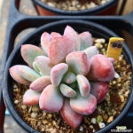 오팔리나 981001 다육식물