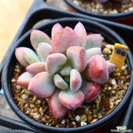 오팔리나 981001 다육식물