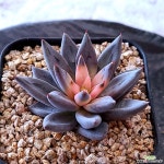 웅구아쿨라타3817 다육식물