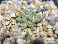 Conophytum carpianum SB1029 Doornpoort-17두(코노피튬 카피아넘310.1) 코노피튬