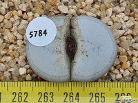 백곡옥 109-5784 리톱스/메셈