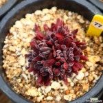 퓨베센스 771002 다육식물