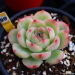 실루엣 991002 다육식물