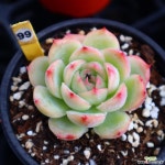 실루엣 991002 다육식물