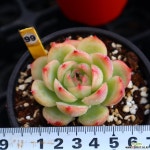 실루엣 991002 다육식물