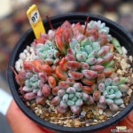 아모에나 971002 다육식물