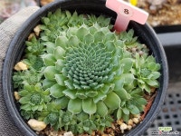 백두산바위솔 다육식물