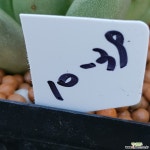 에코폴라리스 2중으로물드는아이구요 예뻐요  1039 산아래다육이 다육식물