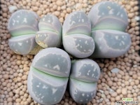 올리바시아리톱스 리톱스/메셈