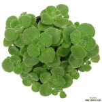 장미허브 관엽식물