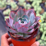 아미스타 771004 다육식물