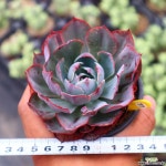 아미스타 771004 다육식물