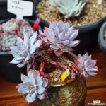 파랑새 981004 다육식물