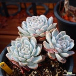 스노우볼 771004 다육식물