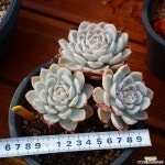 스노우볼 771004 다육식물