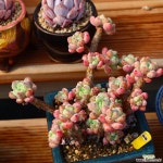 라울 981004 다육식물