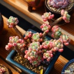 라울 981004 다육식물