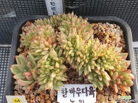마리아철화 64번 / 한바우다육농원, 다육이, 다육식물 다육철화