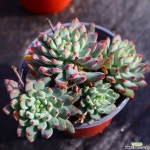 블루엘프 981005 다육식물