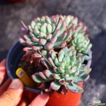 블루엘프 981005 다육식물