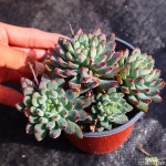 블루엘프 981005 다육식물