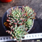 블루엘프 981005 다육식물