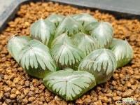 수정진주45-1006 하월시아